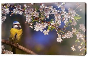 piękny mały ptaszek sikorka lazurowa siedzi na gałęzi kwitnącej białej wiśni w majowym ogrodzie i śpiewa piosenkę