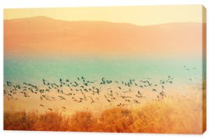 Ptaki na tle gór wieczorem. Dolina Hula w północnym Izraelu o zachodzie słońca