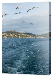 Mewy latające nad morzem z wyspami księżniczki na tle Turcji 