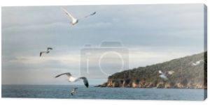 Mewy latające nad morzem z wybrzeżem i horyzontem w tle w Turcji, sztandar 