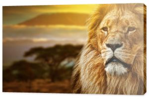 Portret lwa na tle sawanny i Kilimandżaro