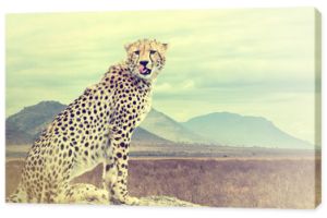 Dziki gepard afrykański. Efekt vintage