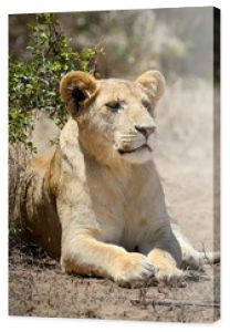 Lew w Parku Narodowym Kenii, Afryka