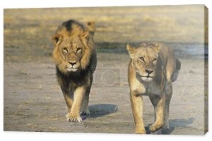 Para lwów spacerujących po sawannie