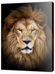 portret ogromny piękny mężczyzna lwa afrykańskiego przeciwko backg czarny
