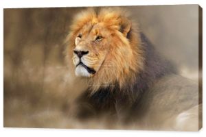 dziki Lwa afrykańskiego