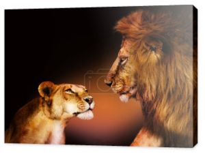 Piękny patrząc para dwa lwy na siebie na czarnym tle