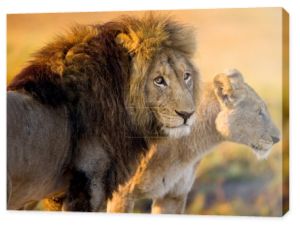 Dwie młode lwy w mieście savanna.
