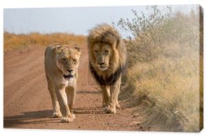 Lwy Kruger National Park