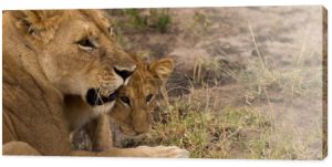 Lwica z młodym w parku narodowym Serengeti, Tanzania
