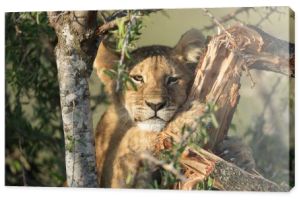lwica w parku narodowym w Kenii