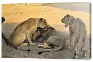 Para lwów w Sasan Gir, Junagadh, Gujarat, Indie. Lwy są szczęśliwe w swoim naturalnym środowisku w lasach gir. Para lwów azjatyckich na królewskim spacerze w Parku Narodowym Gir, Gujarat