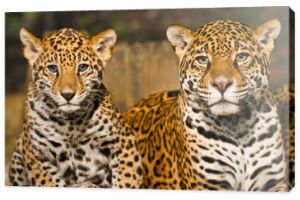 Rodzina Jaguarów