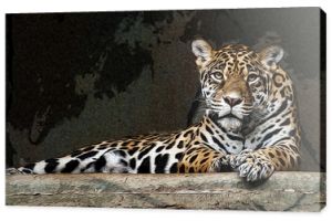 Leopard Leopard na skale, ilustracja