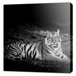Czarno-biały tygrys