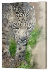 Cyfrowy akwarela obraz Piękny portret Snow Leopard Panthera Uncia Uncia duży kot w niewoli
