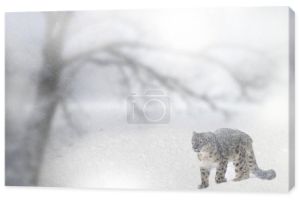 Dziki Snow Leopard w burzy śnieżnej