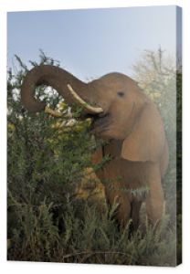 Słoń afrykański (Loxodonta africana) w parku Samburu