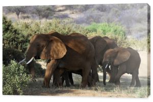 Słoń afrykański (Loxodonta africana) w Masai Mara, Kenia
