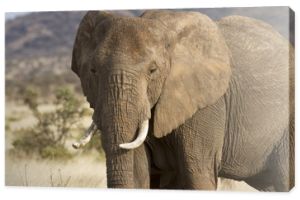 Portret słonia afrykańskiego