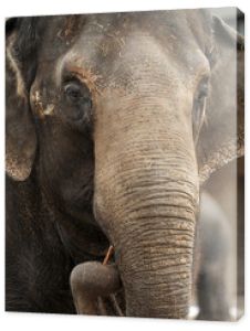 Duży profil słonia