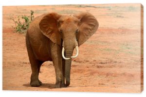 Słoń na sawannie w Afryce