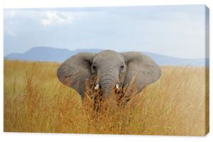Słoń w Parku Narodowym Kenii