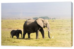 Słoń w Parku Narodowym Kenii