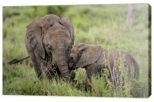 Młody słonie przytulanie, Serengeti, Tanzania