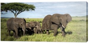 Stado słoni spaceru, Serengeti, Tanzania