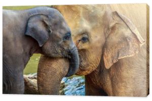 Słoń i słoń dziecko
