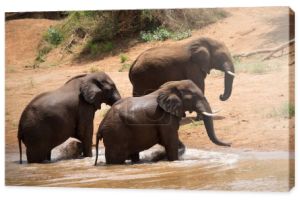 Słonie afrykańskie w rzece