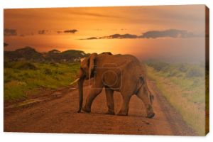 Słonie i zachód słońca w Tsavo East i Tsavo West National Park w Kenii