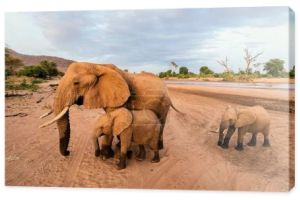 słonie w safari park 