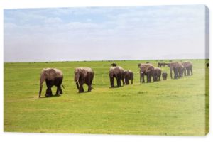 Słoni afrykańskich bagnach w kierunku