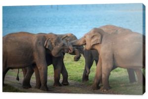 duża grupa słoni wypasających się na zielonej trawie w słoneczny dzień