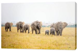 Słonie w parku safari w Kenii Afryka