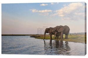 Dwa dorosłe słonie i mała (Loxodonta africana) piją