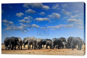Grupa stada słoni w pobliżu wodopoju, błękitne niebo z chmurami. Słoń afrykański, Savuti, Chobe NP w Botswanie. Scena przyrodnicza z natury, słoń w siedlisku, Afryka.