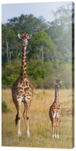 Kobieta żyrafa z dzieckiem na sawannie. Kenia. Tanzania. Wschodnia Afryka. Doskonała ilustracja.