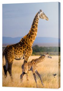 Kobieta żyrafa z dzieckiem na sawannie. Kenia. Tanzania. Wschodnia Afryka. Doskonała ilustracja.