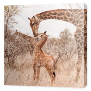 Słodka mała żyrafa całuje swoją matkę w suchej sawannie.