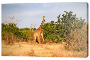 giraffe in tsavo east national park