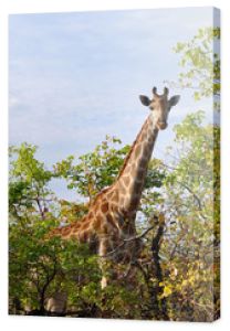 ciekawa żyrafa w parku narodowym Krugera, RPA