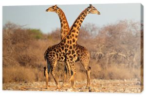 Byki żyraf, Park Narodowy Etosha