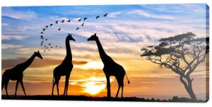afrykańskie safari o zachodzie słońca