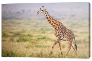 Żyrafa spacerująca po Kenii