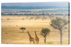 Dwie żyrafy w sawannie. Kenia. Tanzania. Wschodnia Afryka. Doskonała ilustracja.