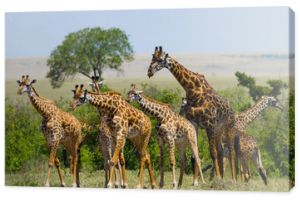 Grupa żyraf w sawannie. Kenia. Tanzania. Wschodnia Afryka. Doskonała ilustracja.