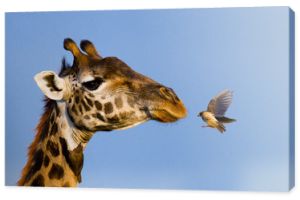Żyrafa z ptakiem. Rzadkie zdjęcie. Kenia. Tanzania. Wschodnia Afryka. Doskonała ilustracja.